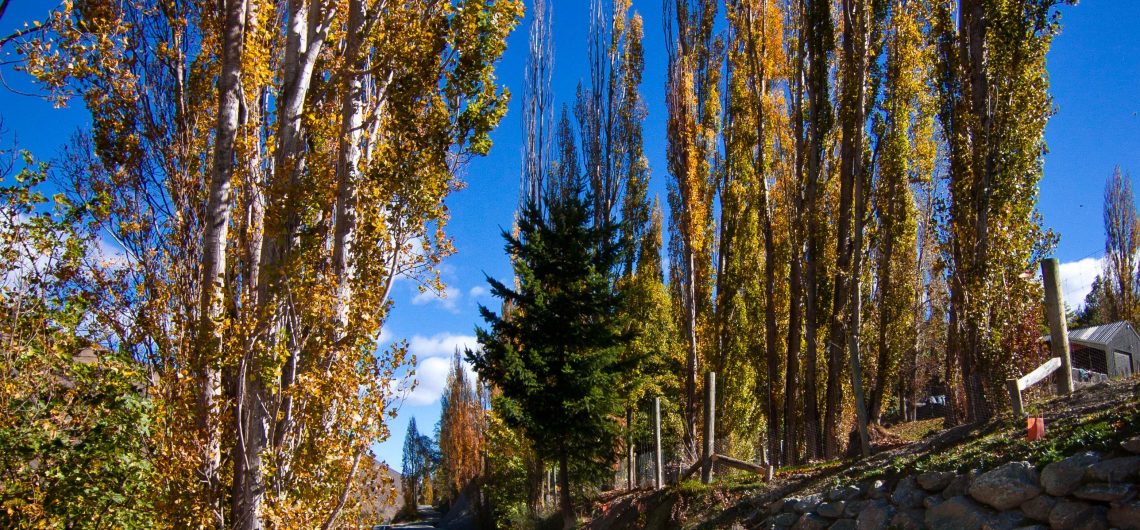 biking the queenstown trails